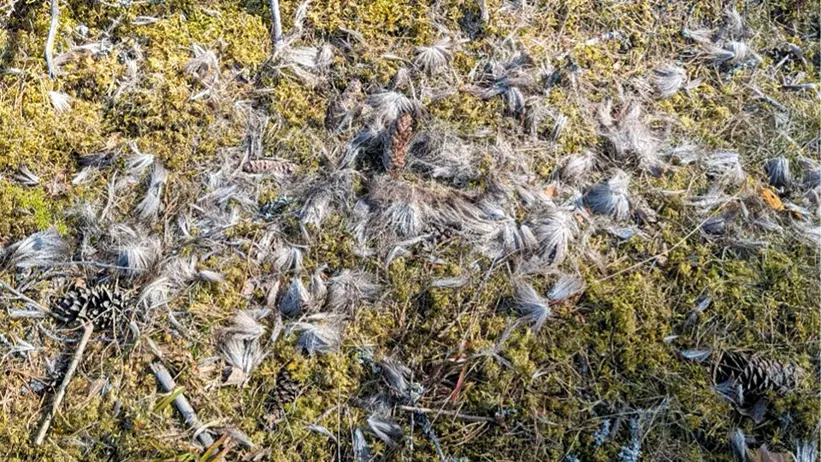 Skogsmatta täckt av grön mossa med spridda grå fjädrar, kottar och torra kvistar, belyst av solljus, som på en skogsmark. Foto.