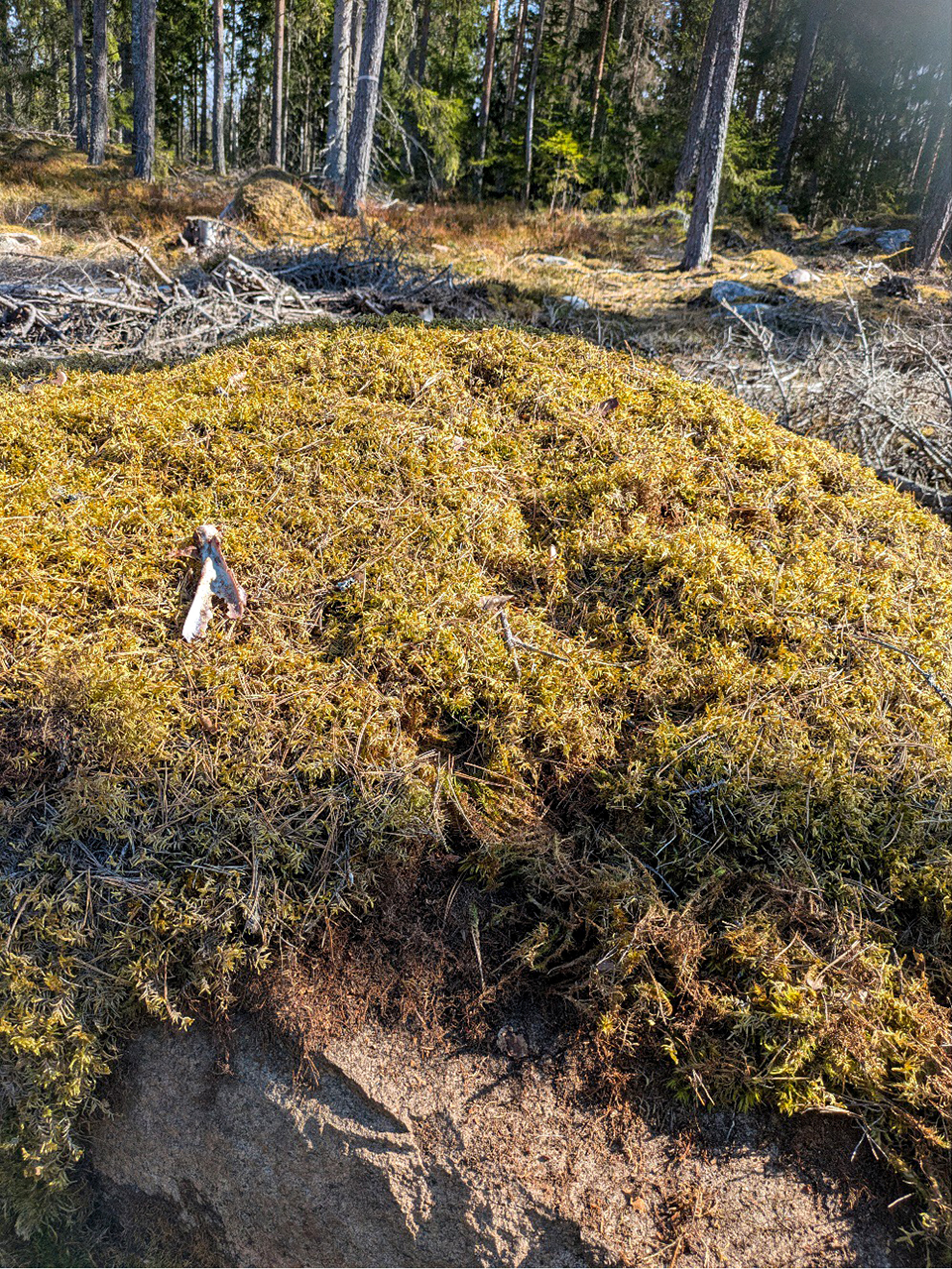 Solbelyst skogsmiljö med en låg kulle täckt av gulgrön mossa i förgrunden, omgiven av sandig mark, torra kvistar och höga tallar i bakgrunden. Foto.
