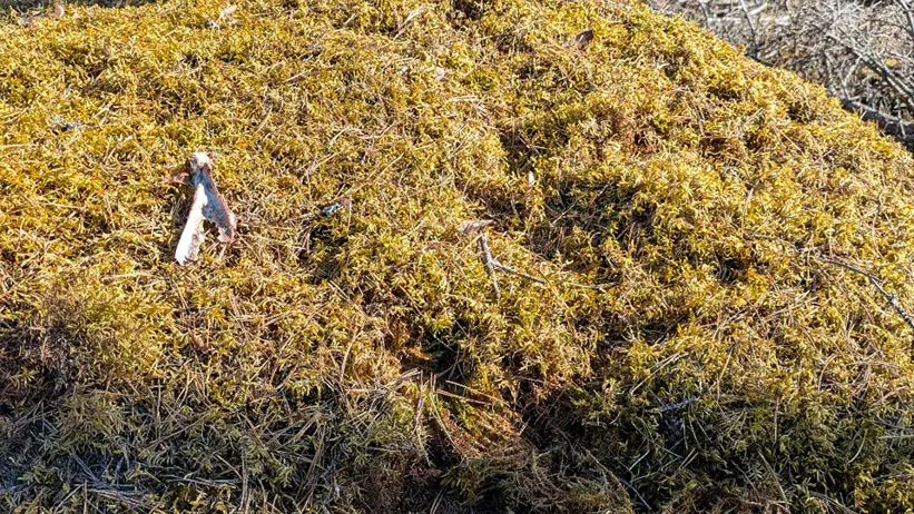 Solbelyst skogsmiljö med en låg kulle täckt av gulgrön mossa i förgrunden, omgiven av sandig mark, torra kvistar och höga tallar i bakgrunden. Foto.