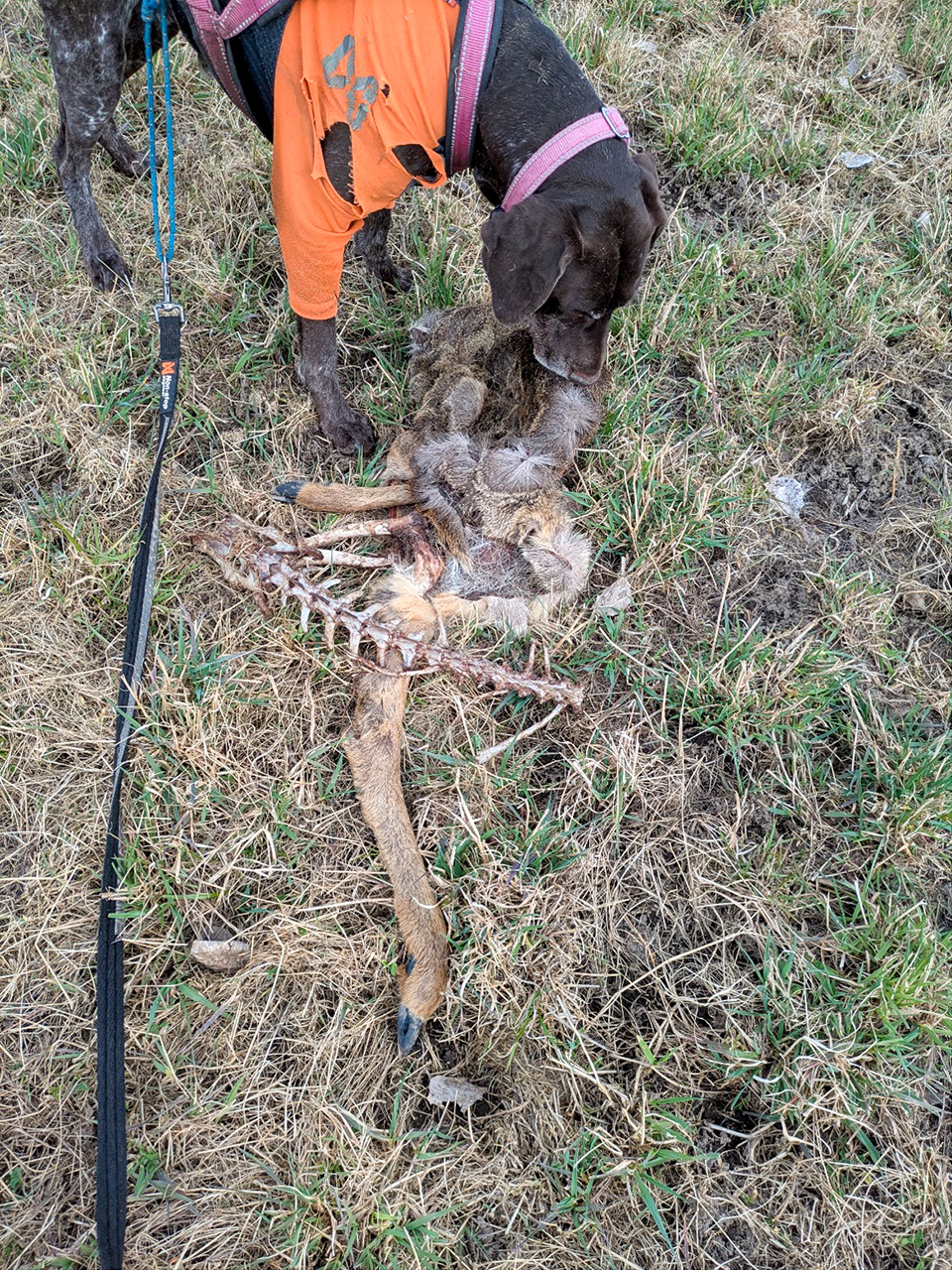 En hund i orange skyddsväst och sele undersöker rester av ett djur, med synliga ben och päls, liggande på torrt gräs. Ett koppel syns längs marken i bilden. Foto.