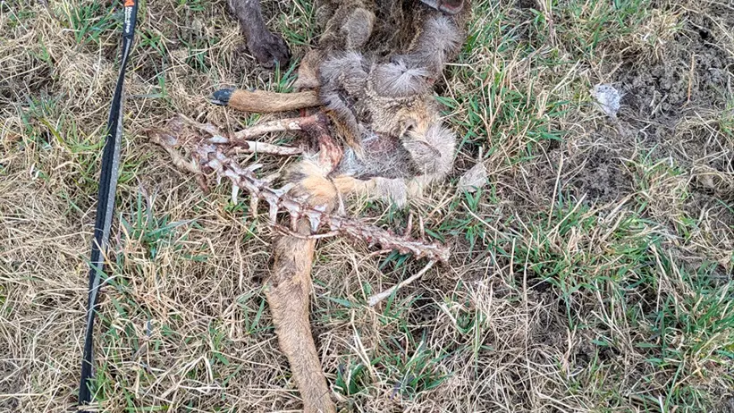 En hund i orange skyddsväst och sele undersöker rester av ett djur, med synliga ben och päls, liggande på torrt gräs. Ett koppel syns längs marken i bilden. Foto.