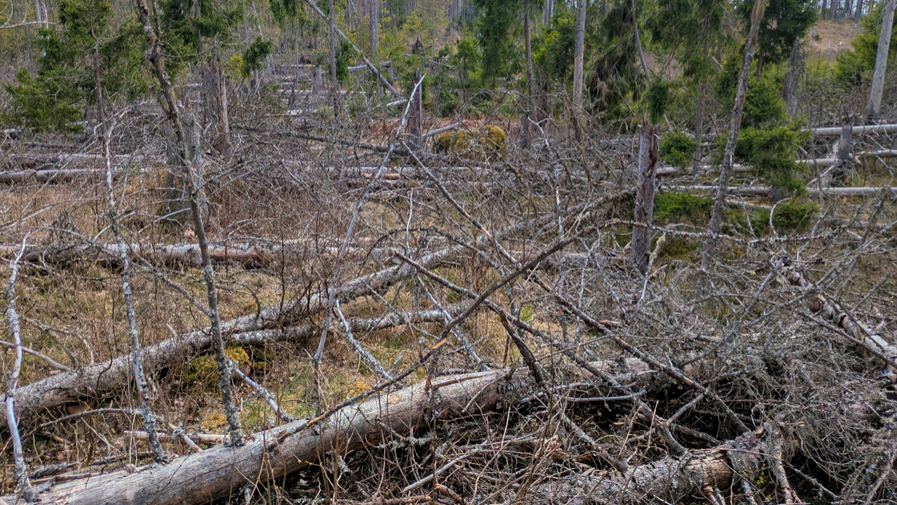 Skogsmark med många omkullfallna träd och tätt liggande grenar i förgrunden, omgiven av stående barrträd och gles vegetation i bakgrunden. Foto.