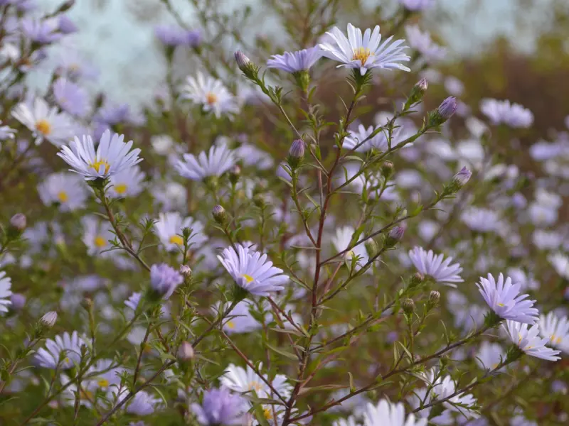 Aster 'Karl Jöns Anna'. Foto Linnea Oskarsson, SLU