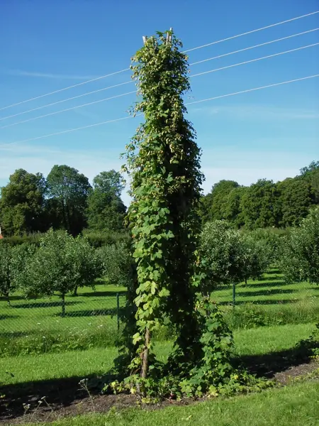 Foto av Grönt kulturarv®s humle 'Hulla Norrgård'. Fotot visar en hög stör som är helt fylld av treflikiga blad och ljusgröna humlekottar. I bakgrunden syns ett grönt stängsel och flera små äppelträd ståendes på flera rader. Längre bort syns grönskande träd och blå himmel.