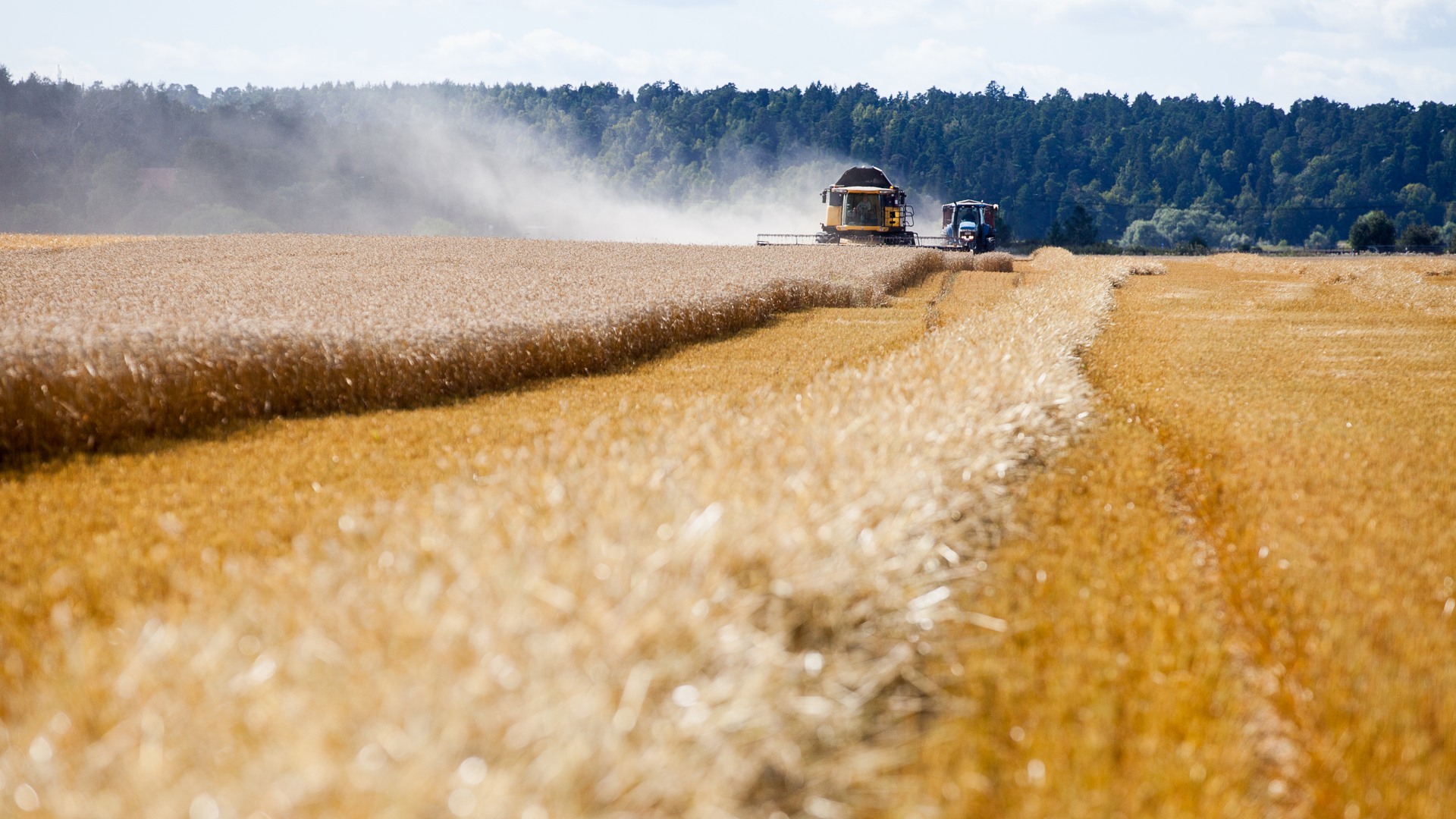 A combine harvester harvests a field with a forest in the background. Photo.