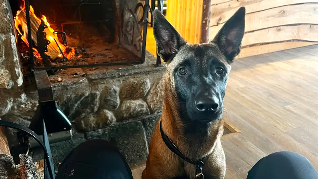 Malinoisen Shazam sitter framför en öppen spis inomhus.