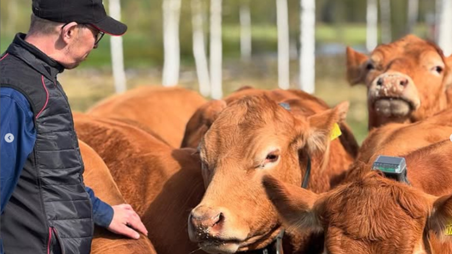 A farmer with some beef cattle wearing virtual collars.