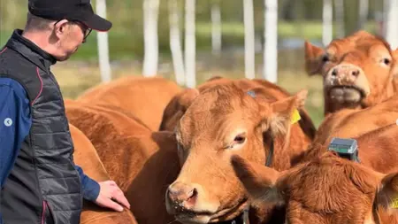 En lantbrukare tillsammans med några köttdjur som har virtuella halsband på sig.