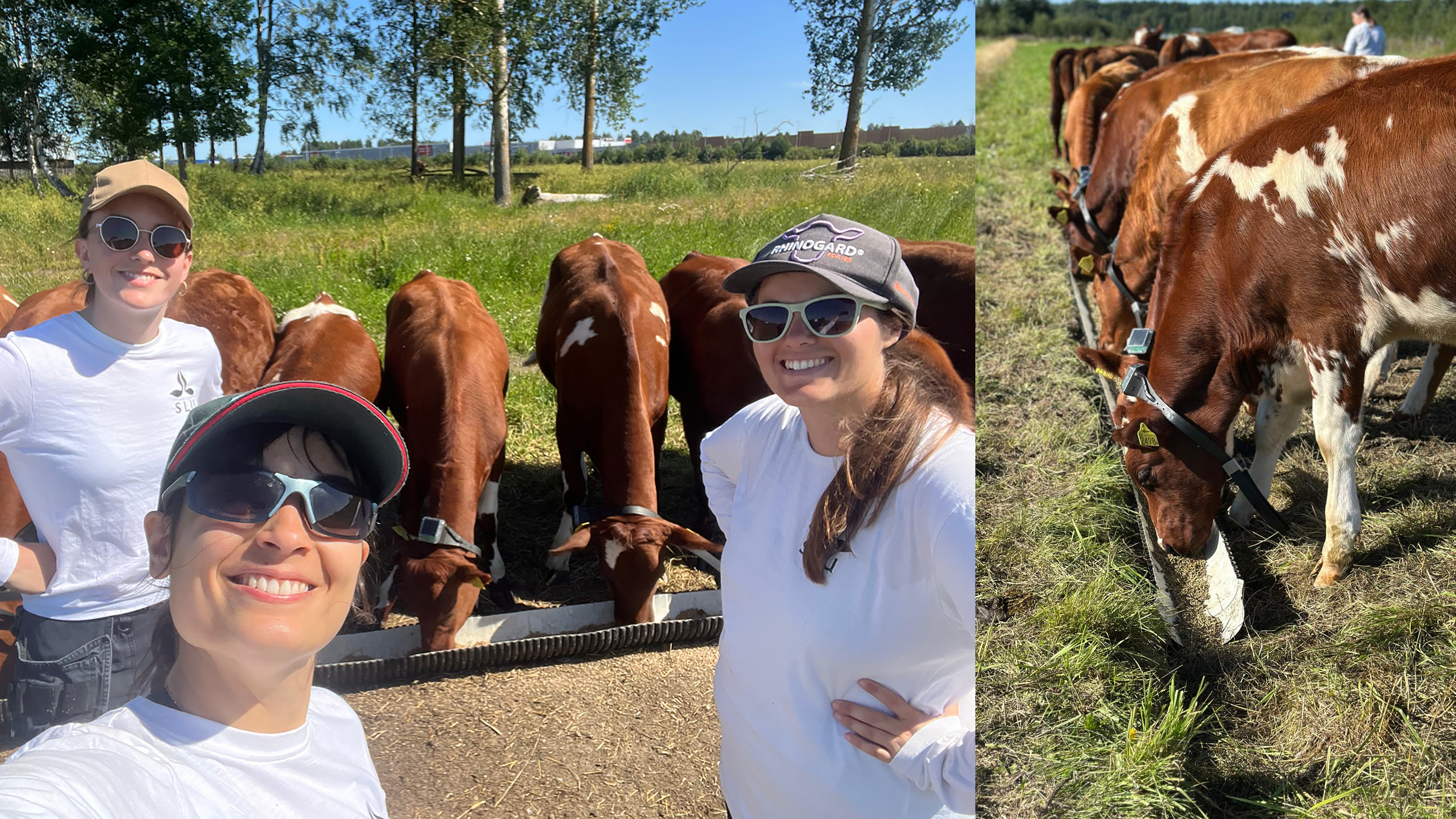 Three female researchers wearing caps and sunglasses in a paddock with a group of heifers eating concentrate from a feed trough.