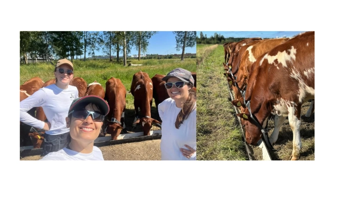 Tre kvinnliga forskare med keps och solglasögon i en hage med en grupp kvigor som äter kraftfoder ur en foderkrubba.