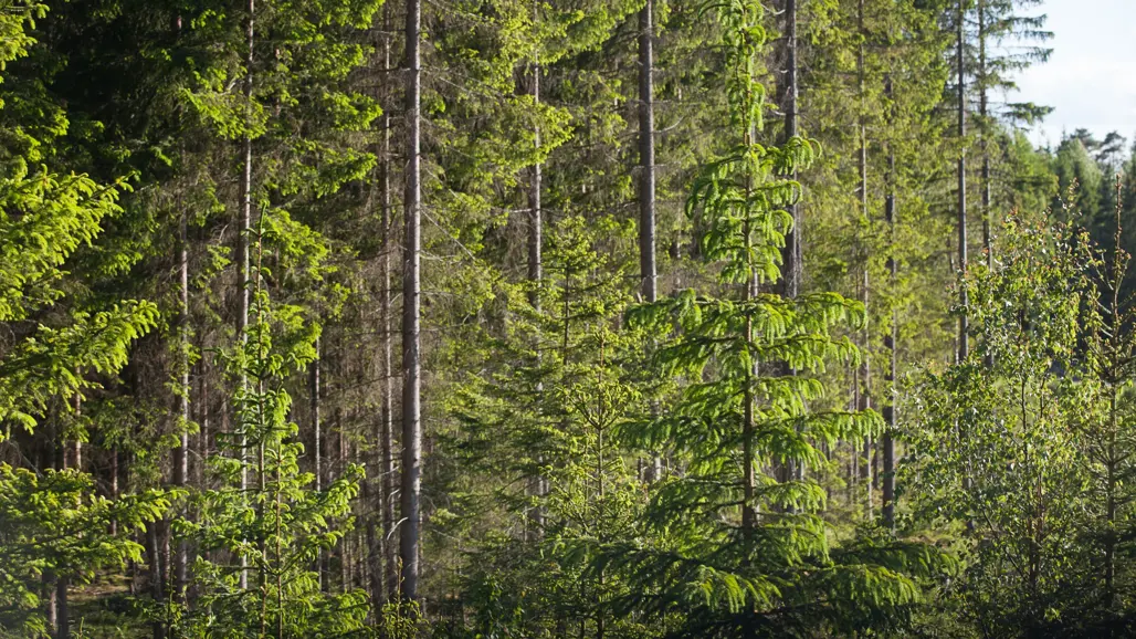 Forest