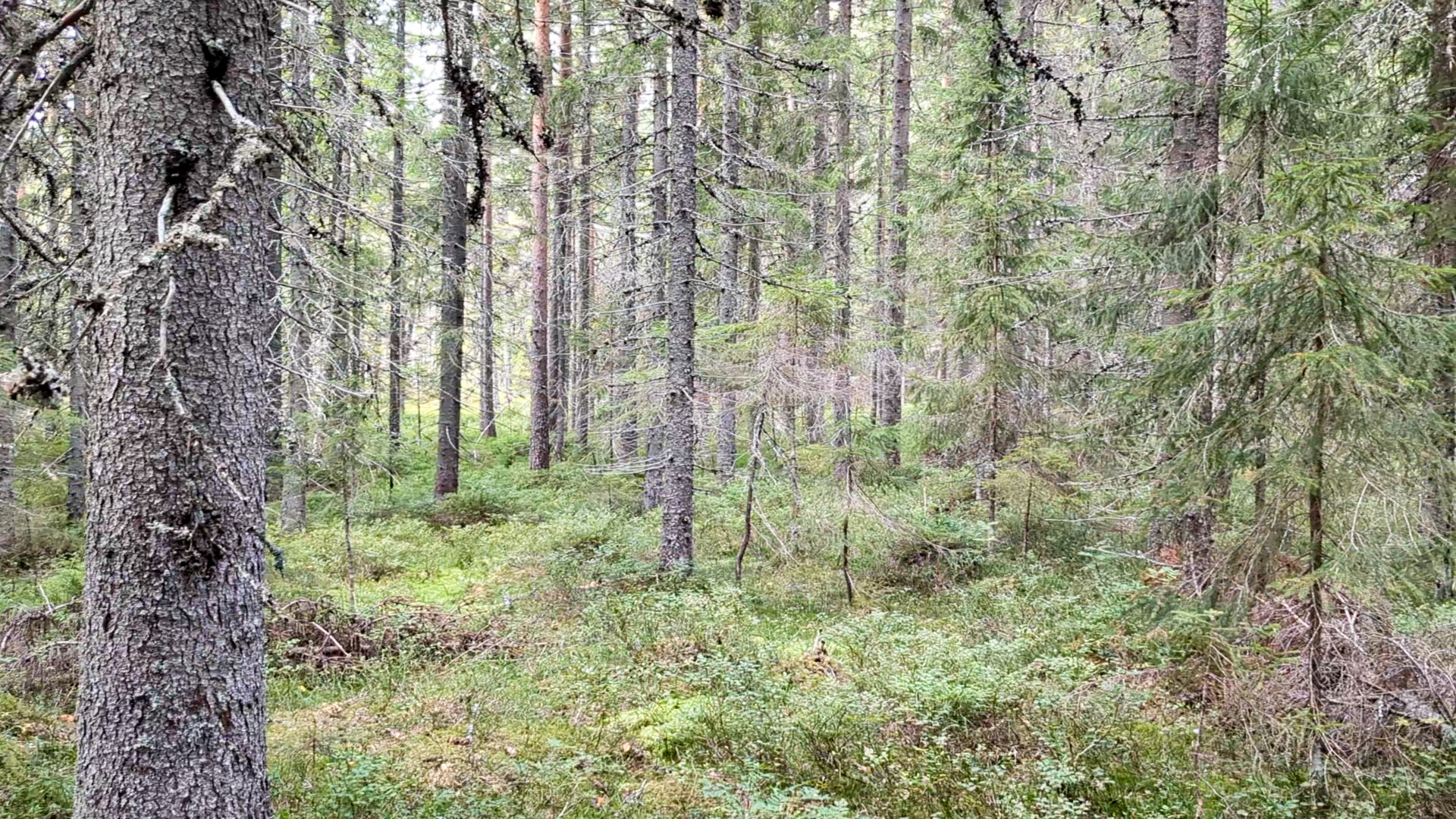 skog