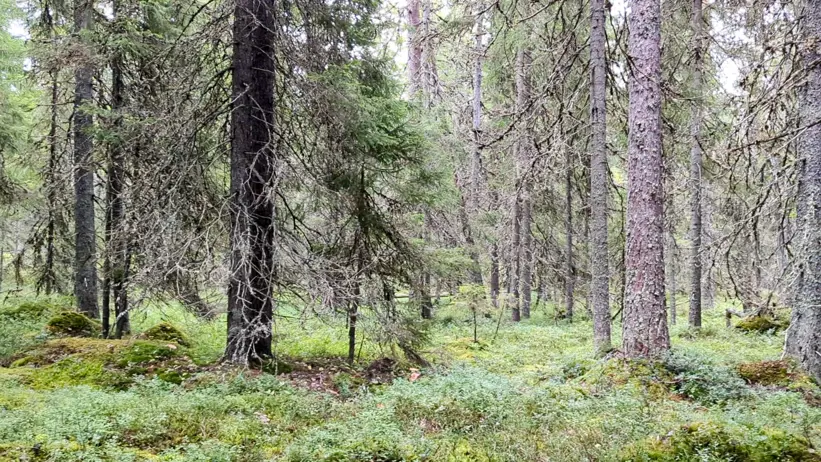 skog