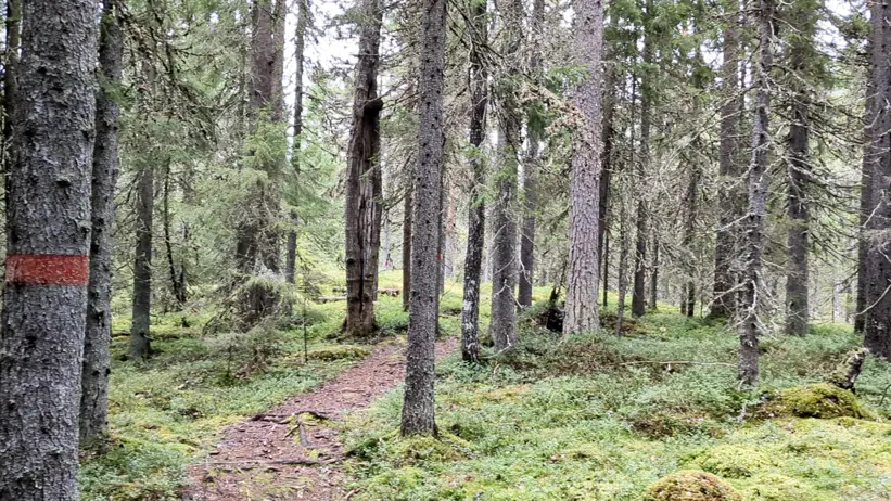 skog