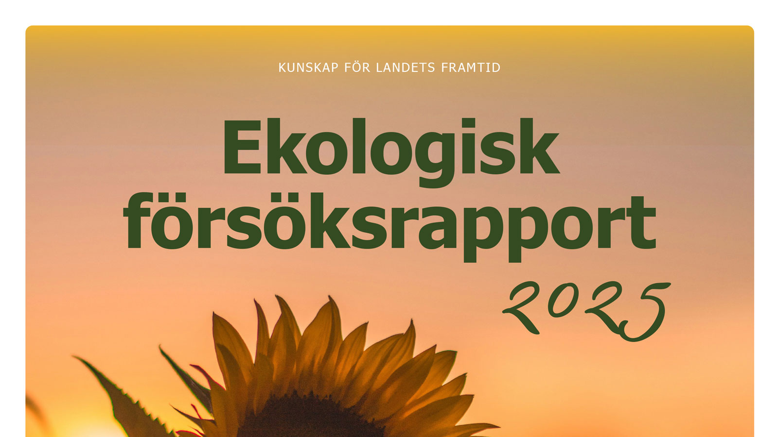 En soluppgång där en solros skymtar i nedre delen av bilden. Mitt på står "Kunskap för landets framtid. Ekologisk försöksrapport 2025".