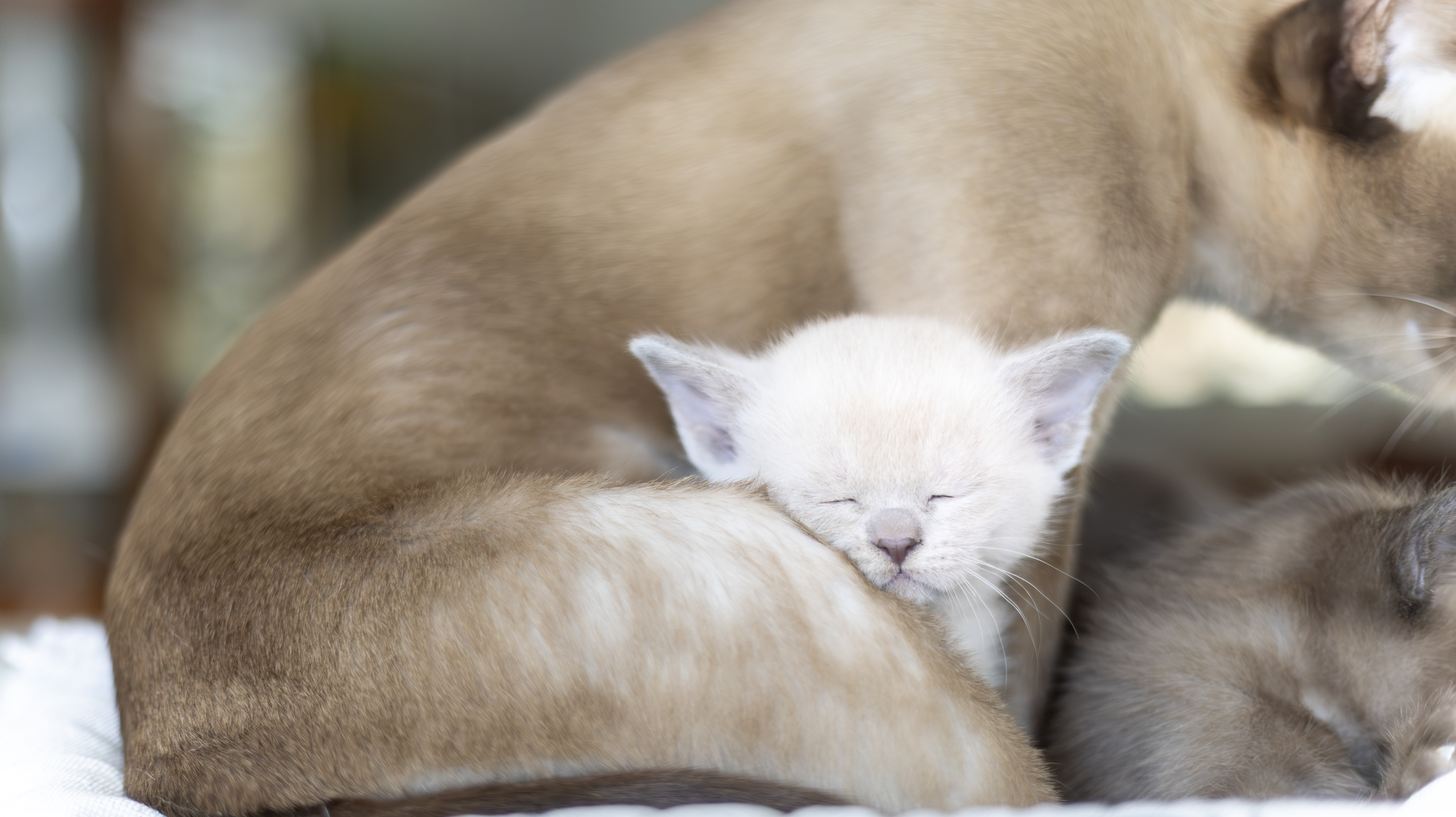 Foto av en kattunge av rasen Burma som ligger sovandes vid sin kattmamma.