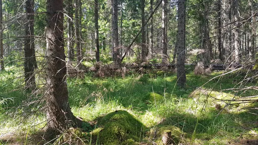 Skog. Foto