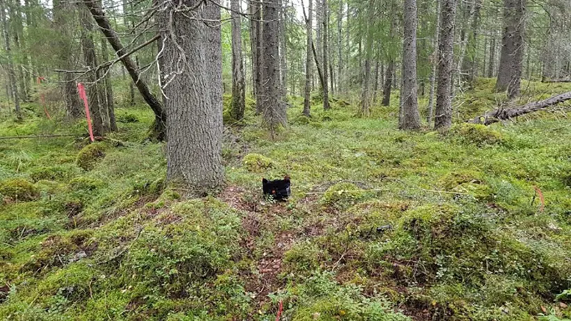 Granskog. Foto