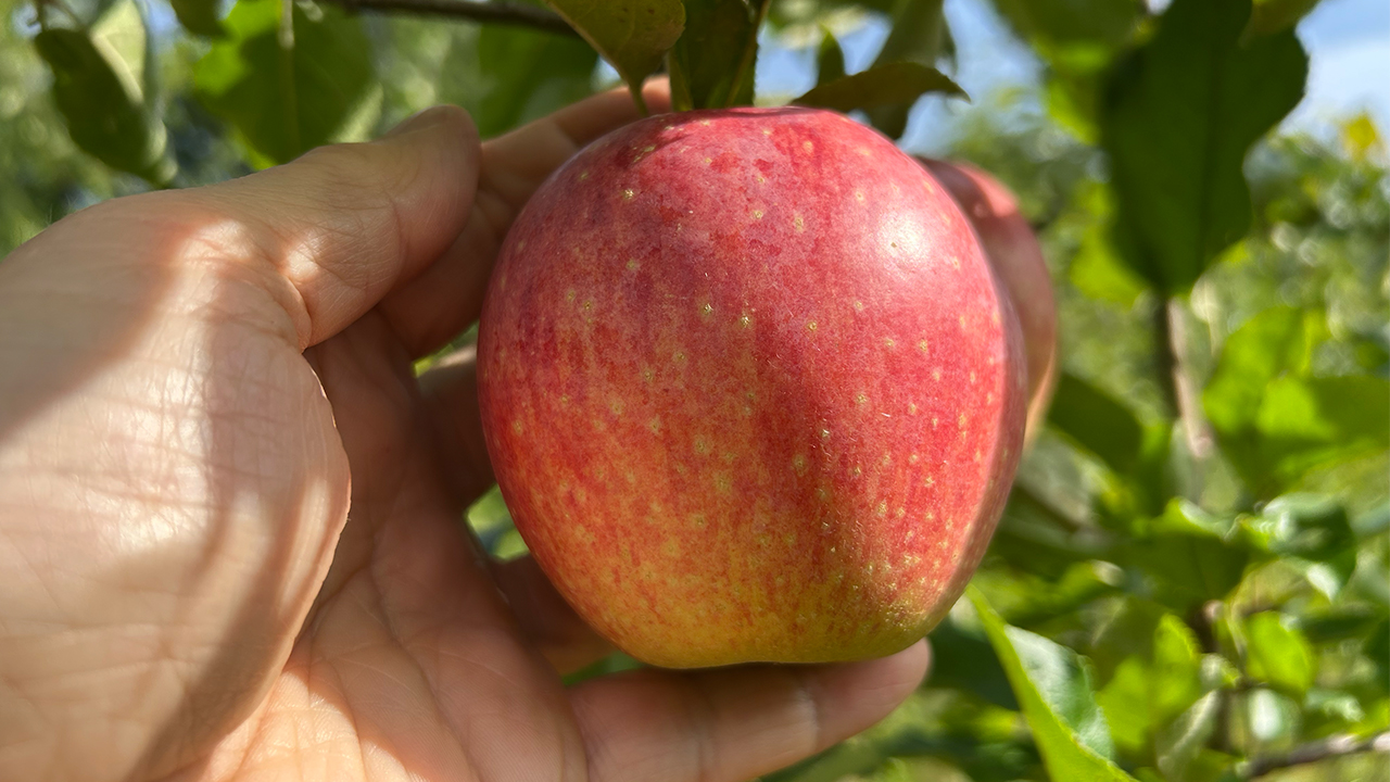 äpple