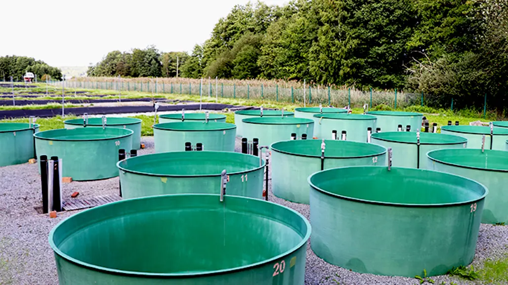 Several large, round, green tanks are set up outdoors on a gravel field, surrounded by greenery and trees. The tanks are numbered and equipped with pipes and valves,