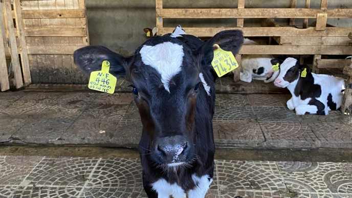 Photo of calves inside a stable building in Ethiopia.