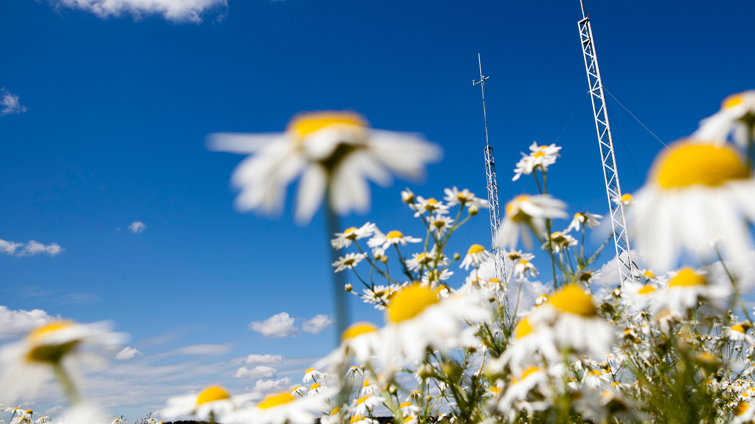 Vita blommor mot blå himmel, foto.