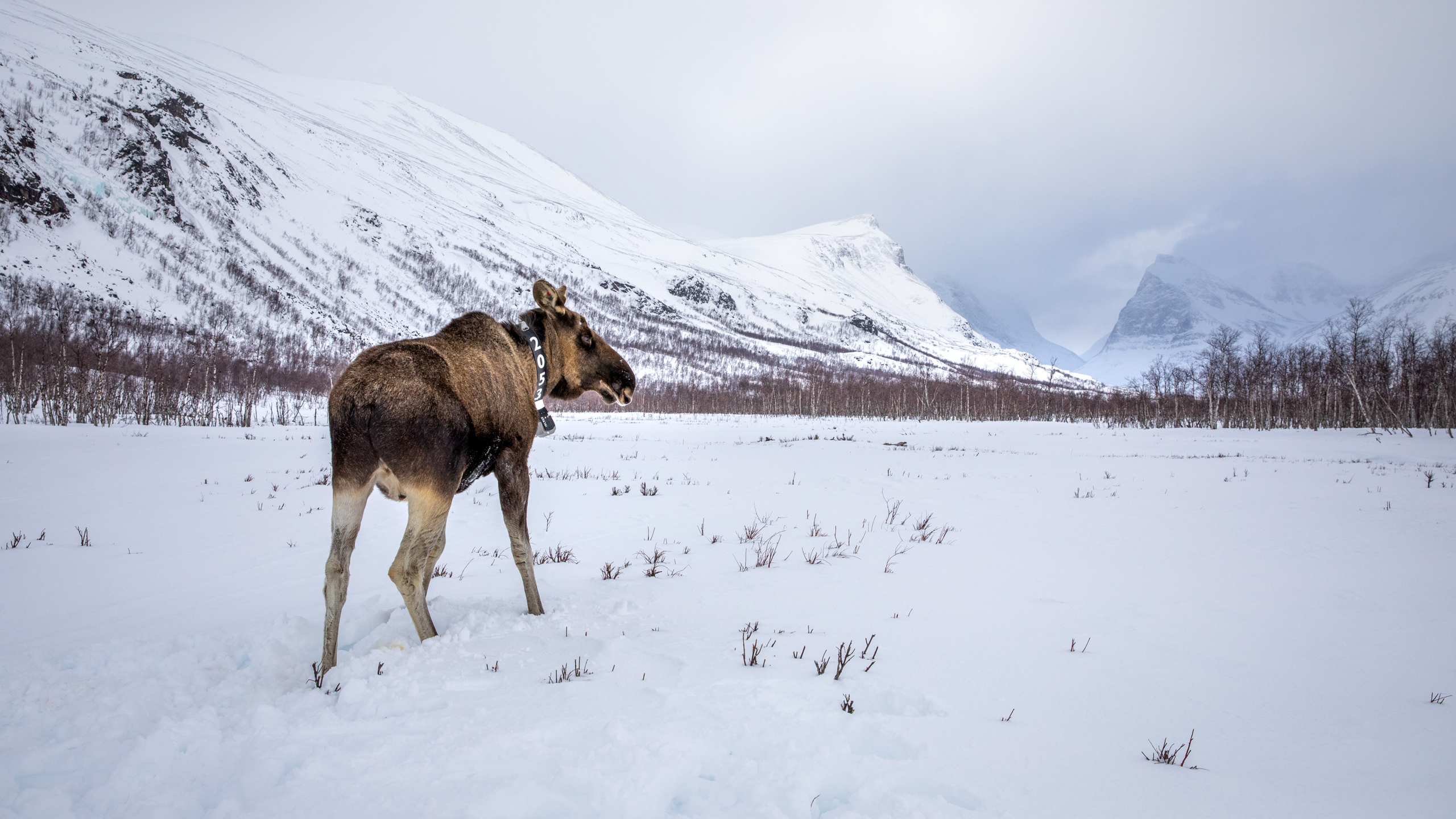 Älg med halsband i vinterlandskap.