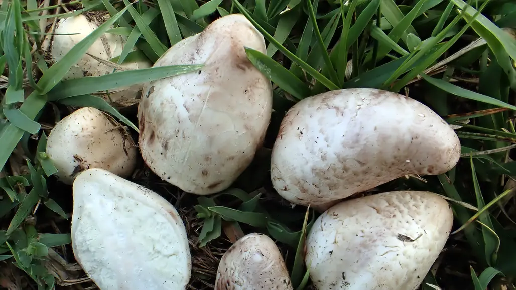 Vita bollar på gräs. Foto