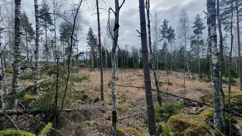 Ett skogsområde med en blandning av höga, smala träd, varav några har tappat sina löv. Marken är täckt av torrt gräs, utspridda stenar och fallna grenar, samt mossbeklädda stenar. I bakgrunden syns en tät rad av barrträd under en molnig himmel. Foto.