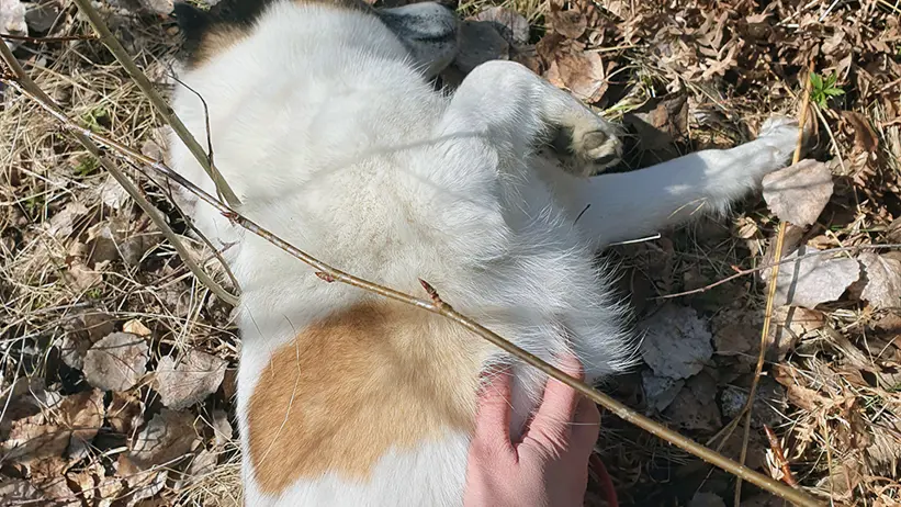 En person klappar en hund som ligger på rygg bland torra löv och gräs. Hunden har vit päls med bruna fläckar och svarta öron. Personens hand, med mörk ärm, håller i ett rött koppel som är fäst vid hundens halsband. Foto.