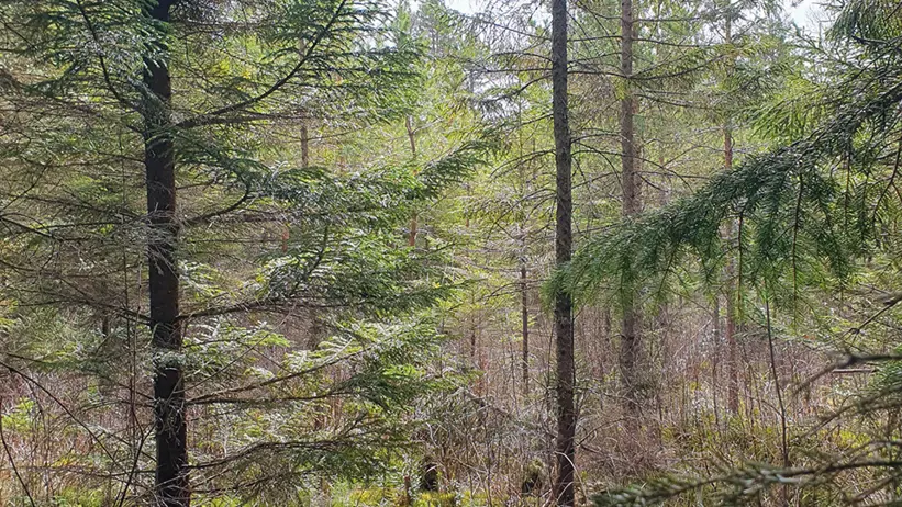 En tät skogsscen med höga barrträd och en mark täckt av mossa och undervegetation. Solljus sipprar genom grenarna och skapar en fridfull och naturlig stämning. Foto.
