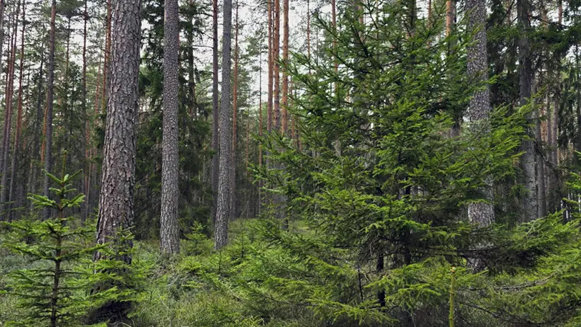 En tät skogsscen med höga tallar och olika mindre barrträd och buskar. Skogsmarken är täckt av grön vegetation, inklusive mossor och små växter. Bilden fångar skogens naturliga skönhet och stillhet. Foto.
