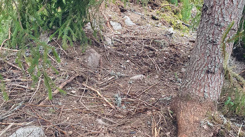 Skogsmark med en blandning av jord, stenar och trädrötter. Till höger syns en trädstam med synliga rötter som sträcker sig ner i marken. I bakgrunden finns gröna grenar och lövverk från andra träd samt ett omkullfallet träd som ligger horisontellt över scenen. Marken är täckt av kvistar och små grenar. Foto.