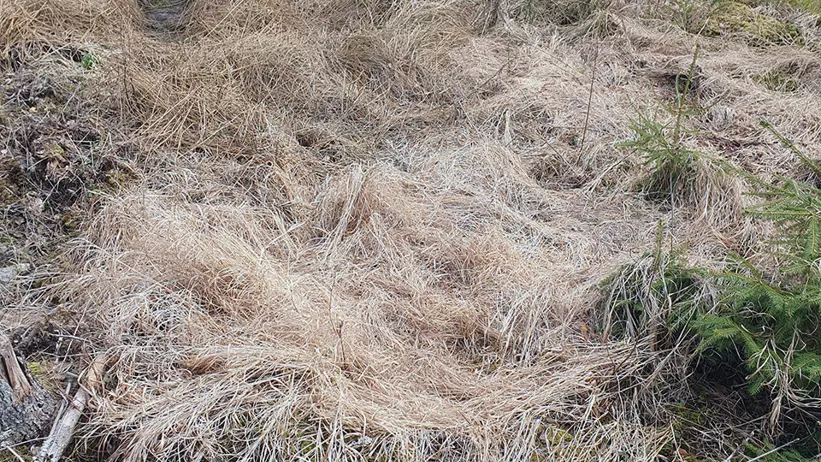 Ett skogsområde med torrt, brunt gräs som täcker marken. Små gröna buskar och unga träd är utspridda i landskapet. I bakgrunden syns högre träd och en omkullvält trädstam. Miljön ger ett intryck av att vara naturlig och orörd. Foto.