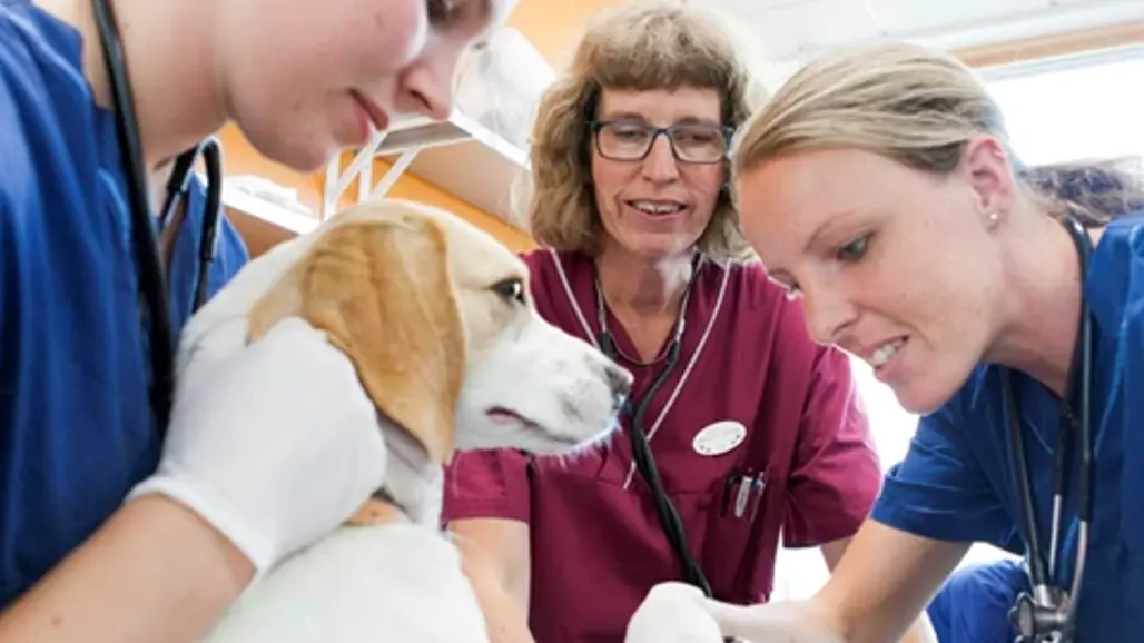 Veterinarians examining a dog at a clinic.