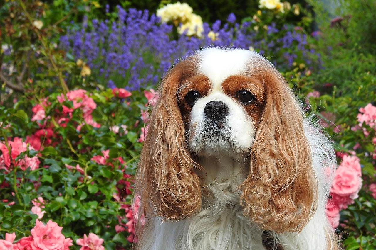 Cavalier king charles spaniel