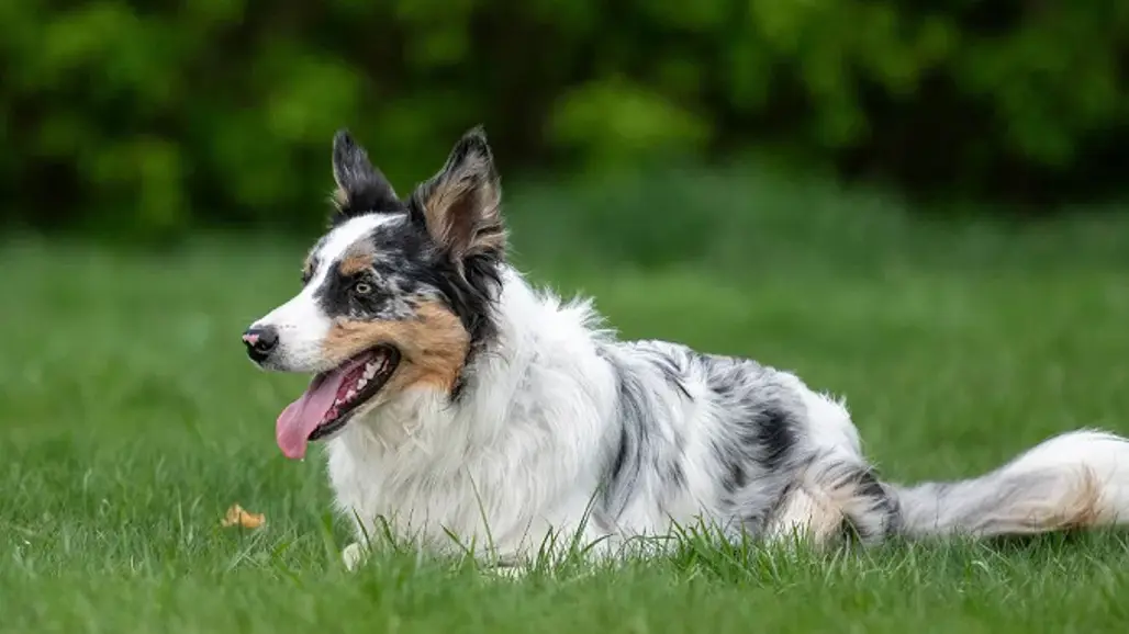 En flerfärgad border collie/collie hund ligger i gräset.
