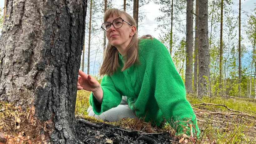 En naturvårdsbränning efterliknar de ekologiska effekterna av en skogsbrand. Kan en minibrand vid ett enda träd nå samma effekt? Det undersöker Emelie Fredriksson, forskare vid SLU. Bild: Daniel Stjärna, SLU.