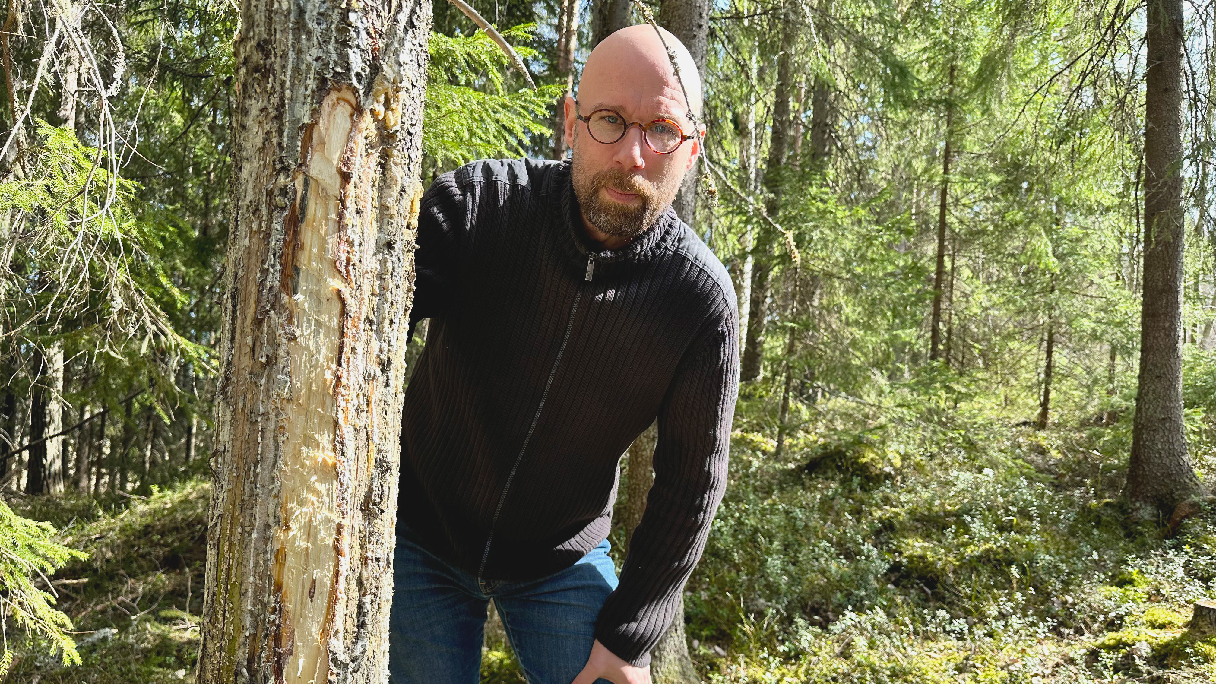Genom att skada barken på ett träd kan arter som behöver åldrade träd flytta in. Det kallas katning och är en av flera restaureringsmetoder i skogen, säger Jörgen Sjögren, lektor och forskare vid SLU. Bild: Daniel Stjärna, SLU.