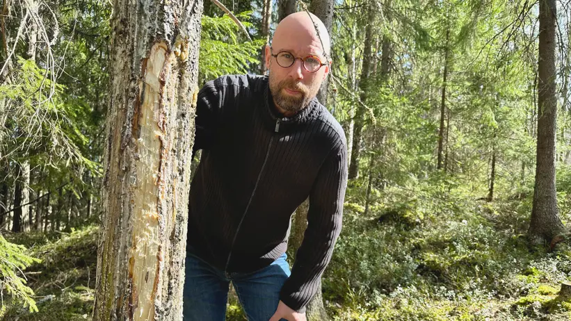 Genom att skada barken på ett träd kan arter som behöver åldrade träd flytta in. Det kallas katning och är en av flera restaureringsmetoder i skogen, säger Jörgen Sjögren, lektor och forskare vid SLU. Bild: Daniel Stjärna, SLU.