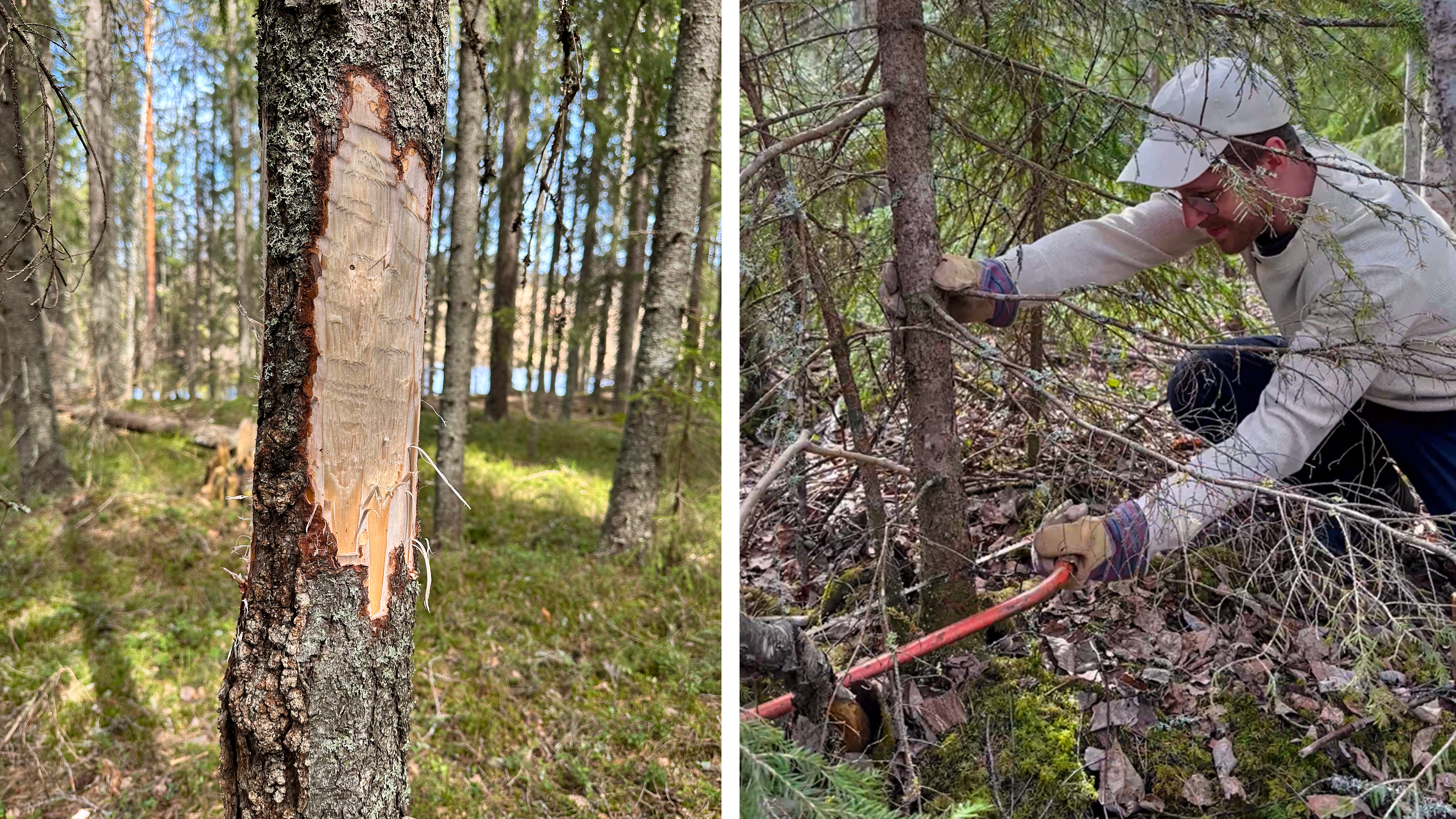 Naturrestaurering är inte så varsamt som det kan låta. Med yxa och såg skapas de skadade och fallna träd som det är brist på i naturen. Bilder: Daniel Stjärna, Jörgen Sjögren, SLU.