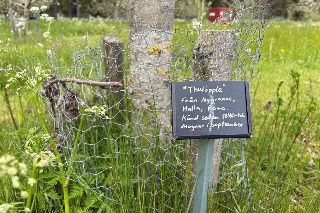 En handskriven skylt visar sortnamnet på en äppelsort i det lokala klonarkivet på Kulturreservatet Norrbys på Gotland.