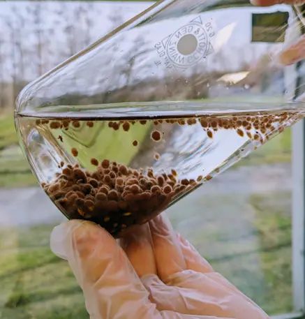 Green bioremediation with white-rot fungi