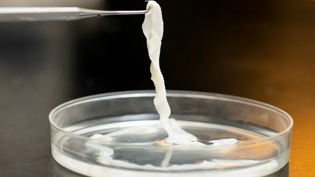 Bandmask-i-petriskål