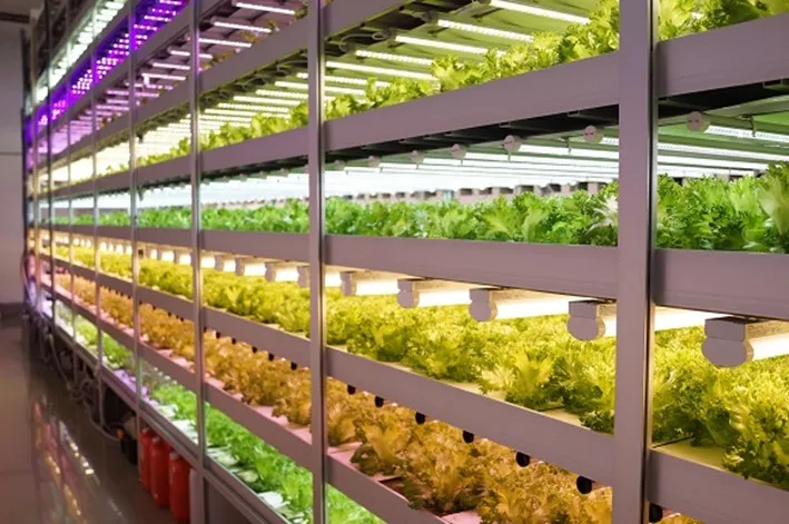 Plant factories are becoming increasingly common due to the development of LED technology