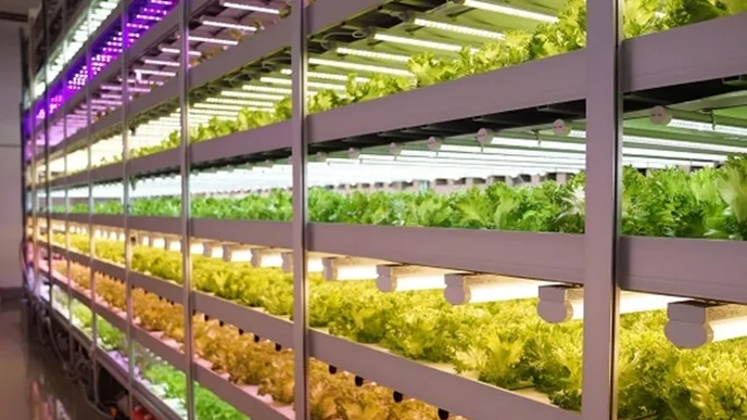 Plant factories are becoming increasingly common due to the development of LED technology
