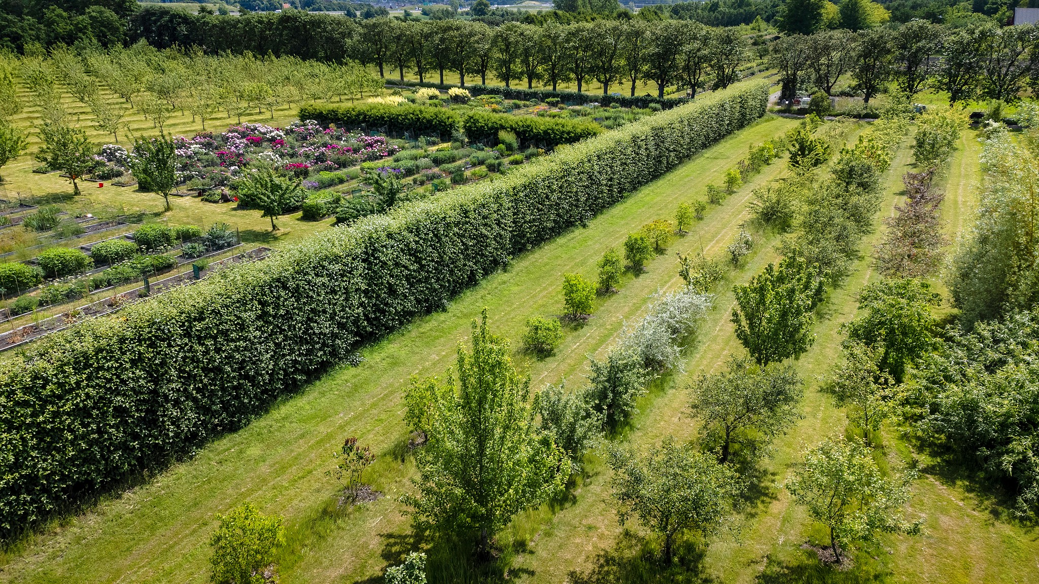 Ett drönarfoto visar genbankens samlingar av prydnadsbuskar, perenner och lökar ovanifrån. Plantorna växer i långa rader och mellan dem växer gräs. En hög bokhäck korsar bilden och utgör en gräns mellan fältet för prydnadsbuskar och fältet för perenner och lökar. 