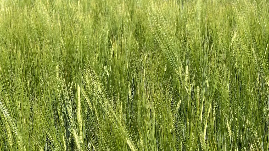 Grönt vårkorn