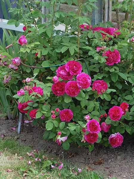 Foto av Grönt kulturarv®s bourbonrosenrosen 'Great Western'. Fotot visar en liten rosenbuske med stora fyllda rosa blommor i en rabatt med öppen jord. I bakgrunden syns blad av trädgårdsiris och delar av ett klätterstöd. Mitt i busken står ett växtstöd och stöttar rosens årskott som sträcker sig rakt upp.