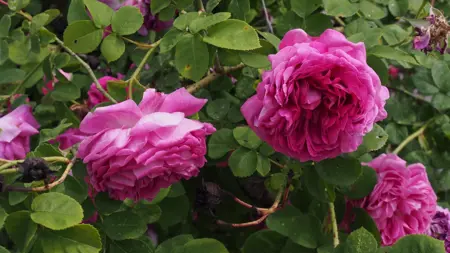 Foto av Grönt kulturarv®s bourbonrosenrosen 'Great Western'. Fotot visar två stora fyllda rosa blommor som hänger nedåt på tunna grenar. I bakgrunden syns fler blommor och det gröna bladverket.
